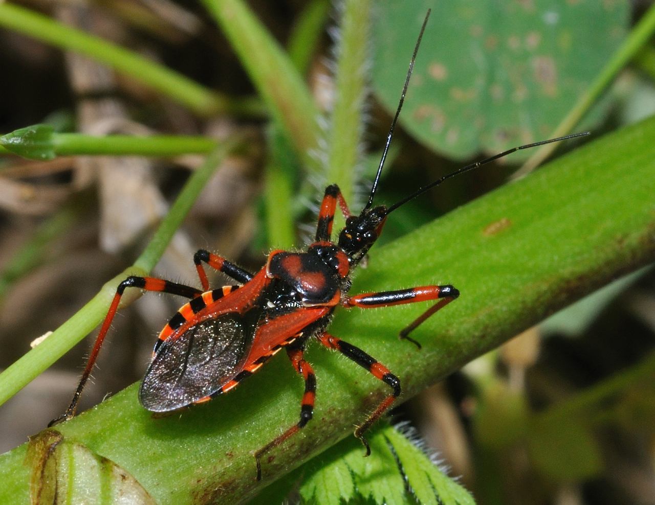 Rhynocoris iracundus/rubricus 3